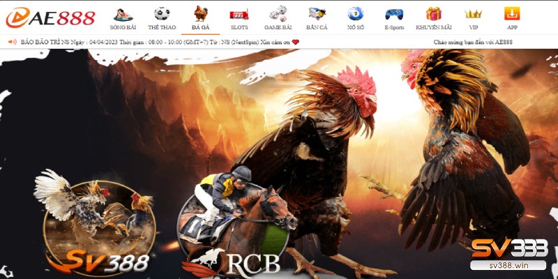 AE888 Đá Gà – Địa chỉ chọi kê chất lượng