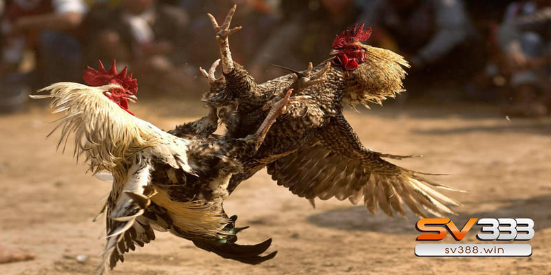 Kinh nghiệm đá gà AE888 online