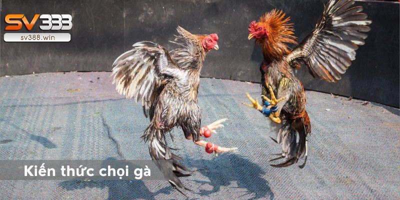 Mẹo Đá Gà online – Nắm bắt các kiến thức về chọi gà