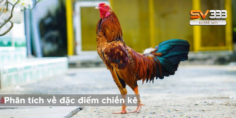 Mẹo Đá Gà AE888 – Xem xét tình hình các chiến kê