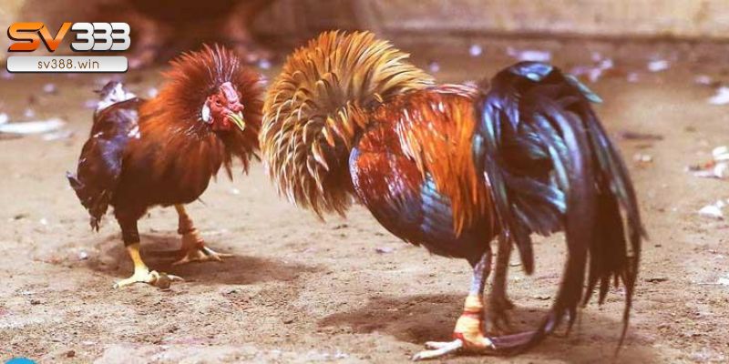 Bật mí bí quyết chơi đá gà 88JUN cần nắm chắc hình thức