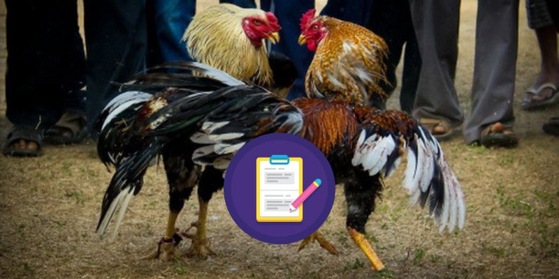 Hướng dẫn thao tác đăng ký đá gà online siêu nhanh, đơn giản 1 Những yêu cầu cơ bản khi đăng ký tài khoản đá gà