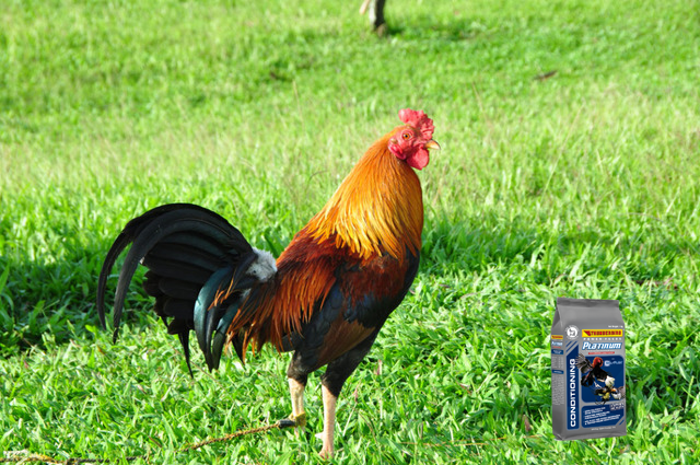 Cám gà đá Platinum tăng độ dẻo dai cho gà đá