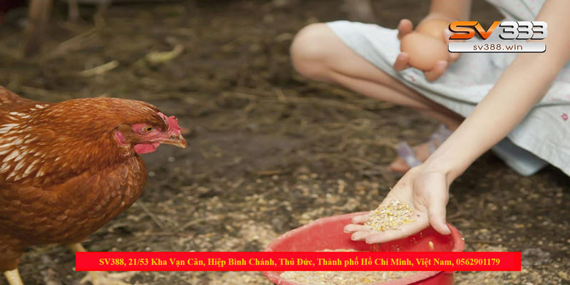 Cám gà đá là gì?