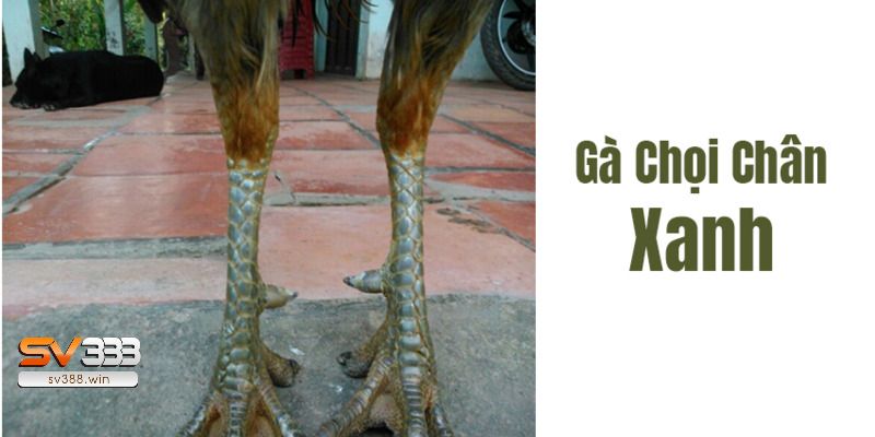 Gà chọi có chân xanh