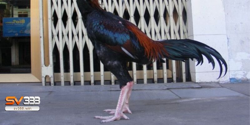 Gà chọi có chân màu trắng đá hay không?