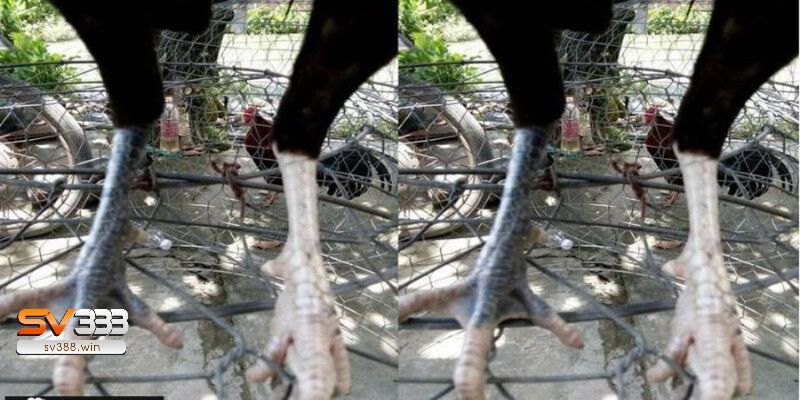 Gà có chân 2 màu