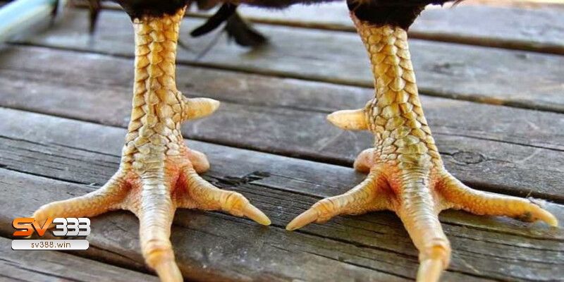Tại sao phải chọn màu chân gà đá?