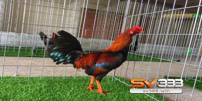 Một số kỹ thuật đổ gà đá khác