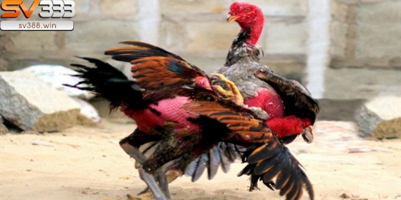 Chọn ngày đá gà có ý nghĩa gì?