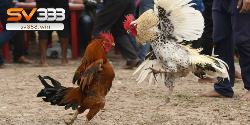 Ngày tý chọn gà đá có màu lông gì?