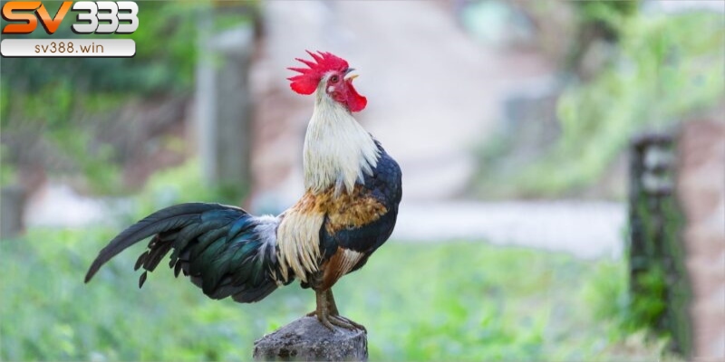 Các lưu ý khi chọn gà đá trong ngày Tý