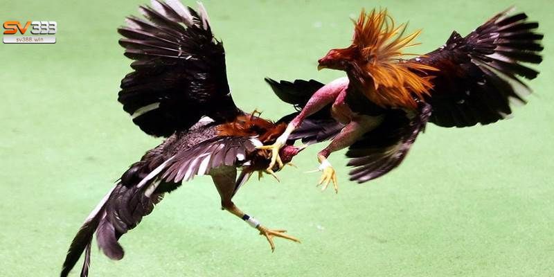 Những trận đá gà siêu kinh điển