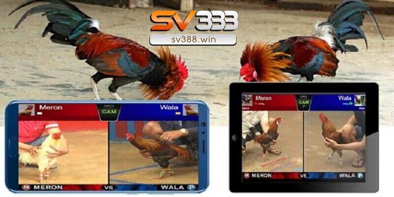 Giải đáp khúc mắc tại sao đá gà trên mạng luôn thua
