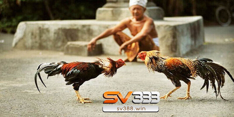 Dàn xếp kết quả