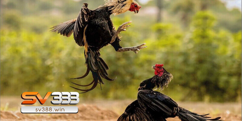 Cách để chơi đá gà trên mạng luôn thắng