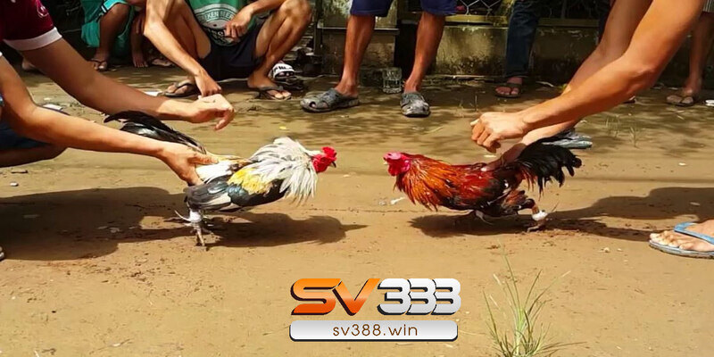 Tham khảo nhiều kinh nghiệm đá gà