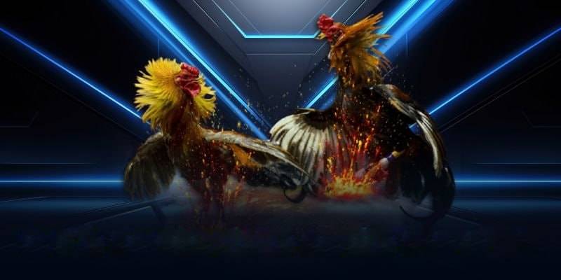 Dịch vụ hot hit khi tải web đá gà trực tiếp SV388