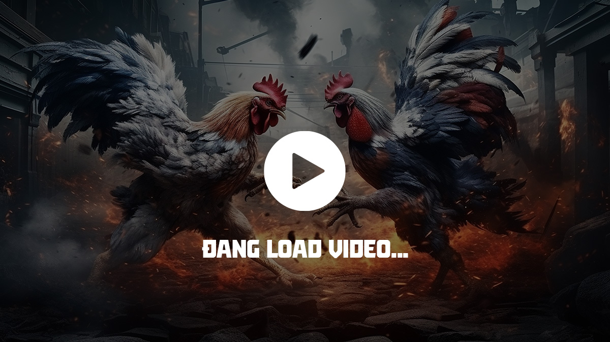 Tải web đá gà trực tiếp theo dõi các trận đấu kịch tính