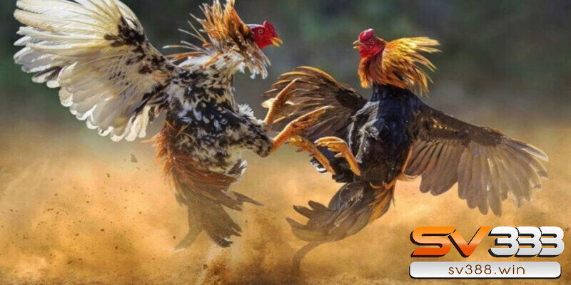 Xem ngày đá gà là gì?