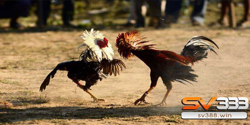 Hướng dẫn xem ngày đá gà tốt nhất theo 12 con giáp