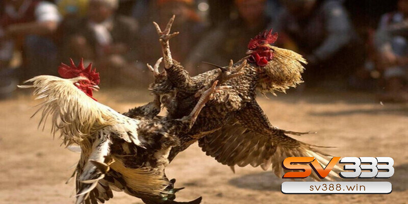 Xem ngày đá gà cho mỗi loại gà